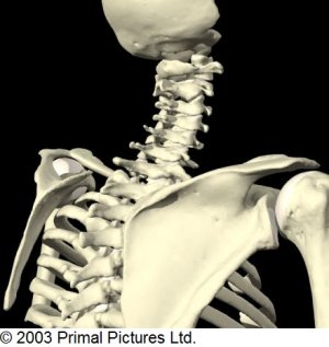 Cervical_Spine_Bone_Anatomy_Post_Oblique.jpg